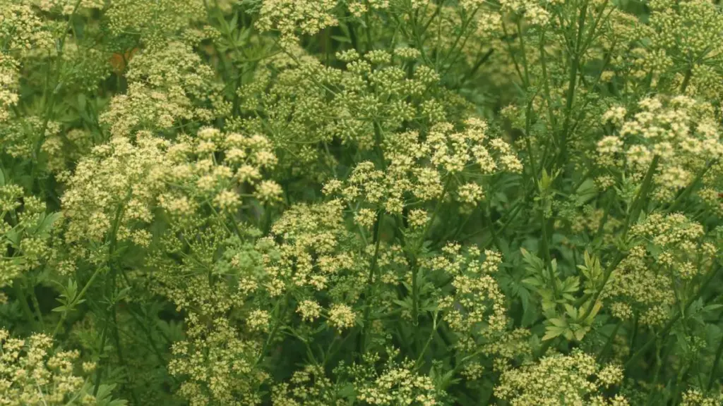 Persille blomstrer? Hvorfor du absolut ikke bør spise bladene nu