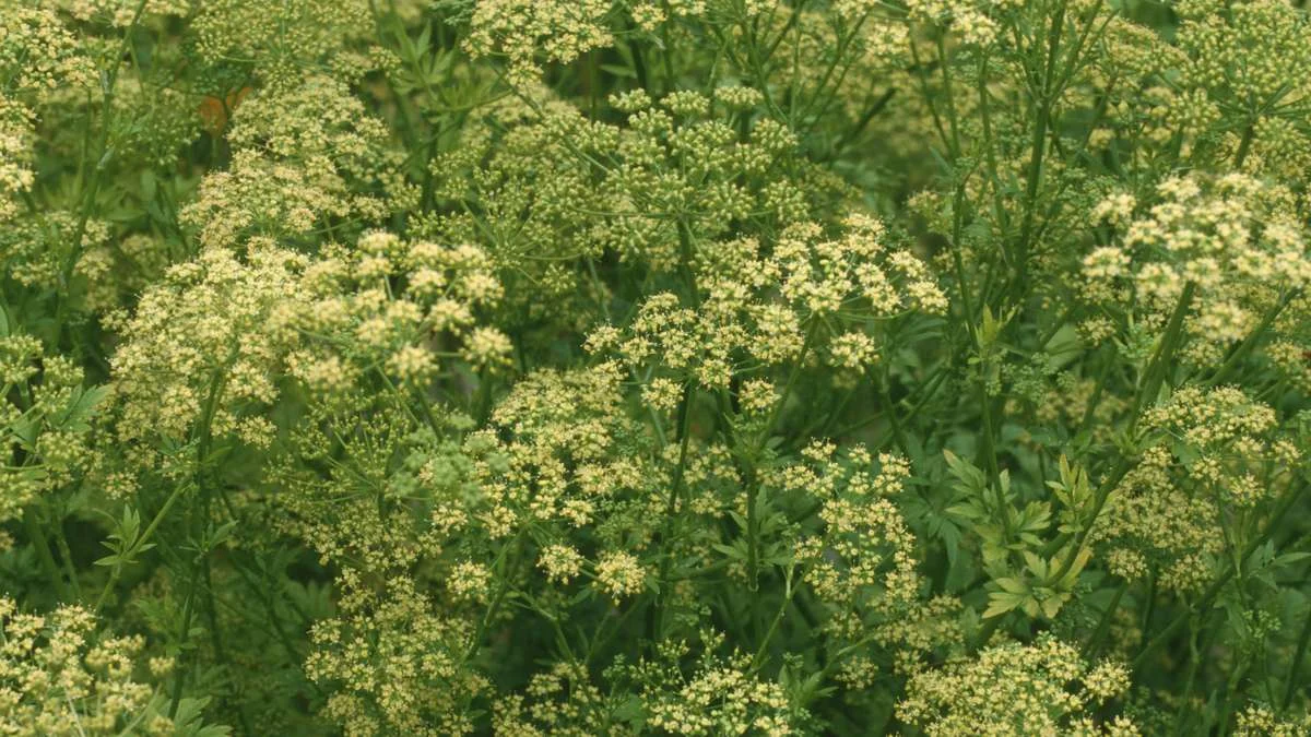 Persille blomstrer? Hvorfor du absolut ikke bør spise bladene nu