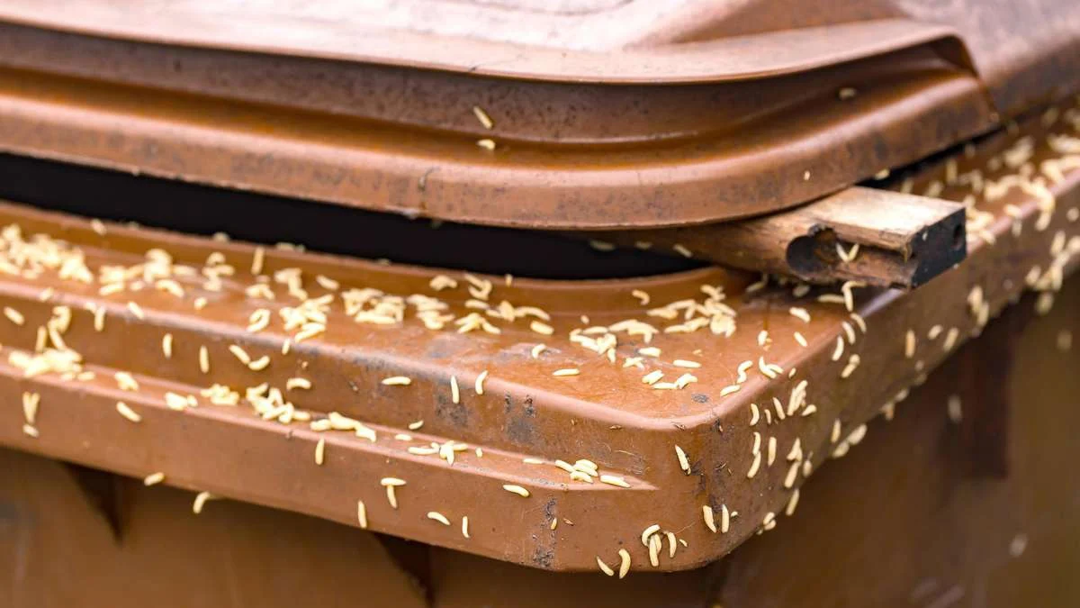 Maddiker i bioaffaldsspanden: Fem enkle tiltag, der virkelig virker